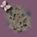kittenssmpic.jpg